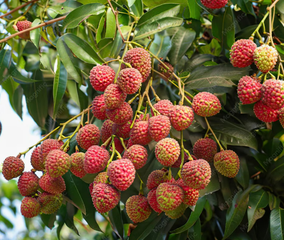 Lychee