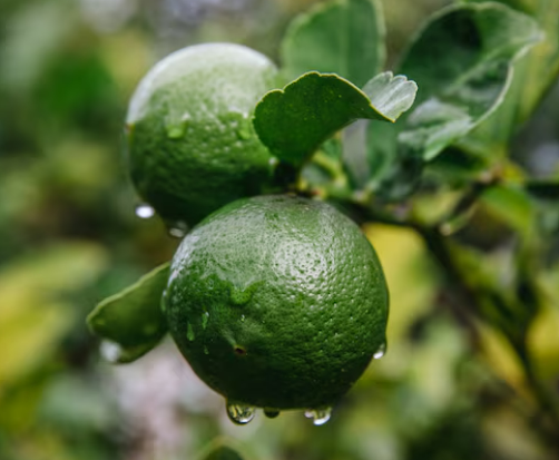 Bergamot