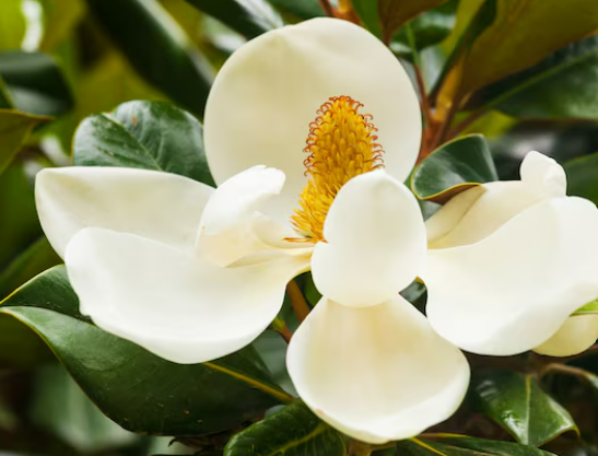 Vanilla