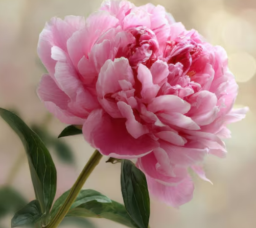 Peony