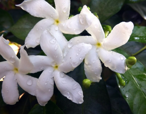 Jasmine Bud