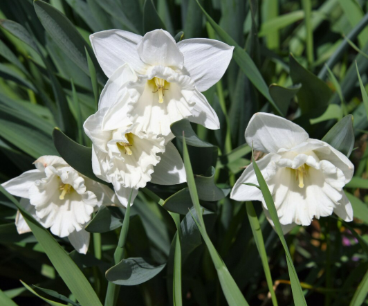 Natural Tuberose