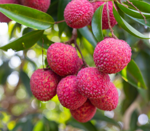 Litchi