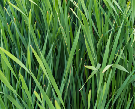 Vetiver