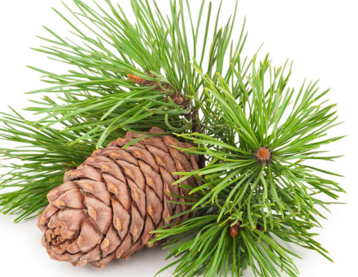 Cedar