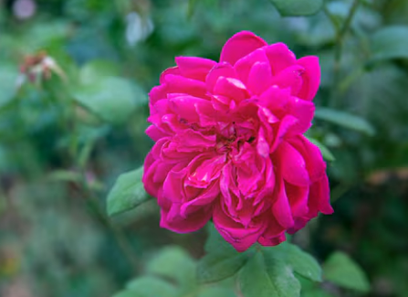 Turkish Rose